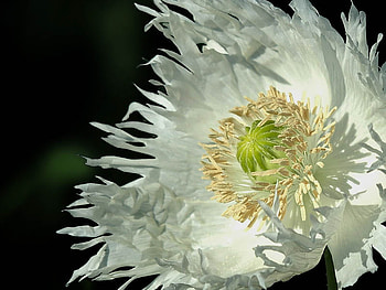 tulip, white, nature, flower HD wallpaper