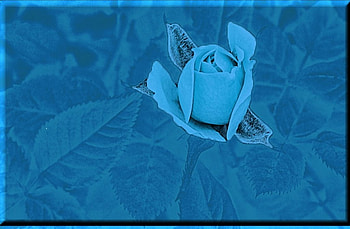 Blue rose, roses, 3d HD wallpaper