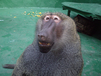 Animals, Monkeys HD wallpaper