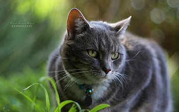 Animals, Grass, Cat, Collar HD wallpaper