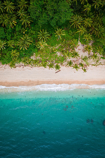 Beach, Nature, Sand, Palms, View From Above, Shore, Bank HD phone wallpaper