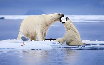 The fight, blue, winter, animal, white, polar bear, bird, seagull, fight, ice HD wallpaper