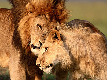 Animals, Lions HD wallpaper