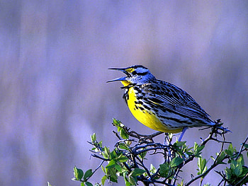 Singing Bird, singing, beautiful, bird HD wallpaper