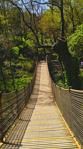 Yıldız parkı, Tree, Turkey, canopy walkway, Green, İstanbul, Yıldızparkı, Beşiktaş, Drawbridge, Nature, Trees, Bridge HD phone wallpaper