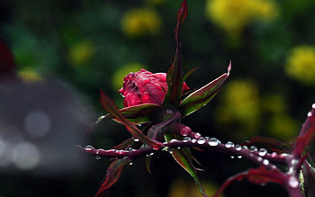 Plants, Nature, Flowers, Drops, Macro, Rose Flower, Rose HD wallpaper