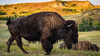 North Dakota, Family vacations, Fun things to do, Facts HD wallpaper