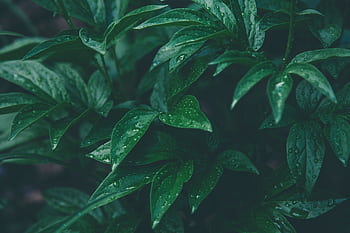 Close-up of lush green leaves with dew drops, showcasing freshness and natural beauty. HD wallpaper