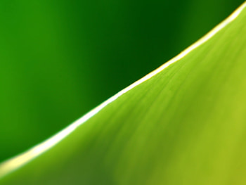 Background, Macro, Shine, Light, Lines, Sheet, Leaf HD wallpaper