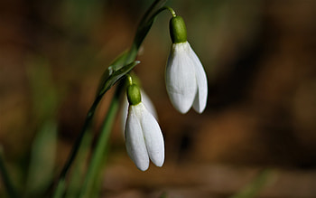 Snowdrops, nature, graphy, flower HD wallpaper
