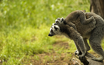 Lemur , backgrounds, Ring Tailed Lemur, Wildlife appreciation HD wallpaper