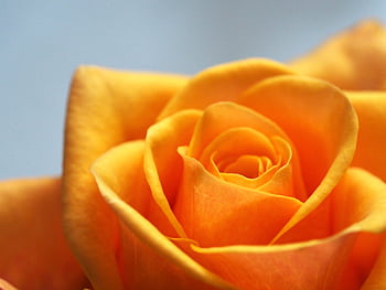 A detailed close-up of a vibrant yellow rose in full bloom, showcasing its delicate petals. HD wallpaper
