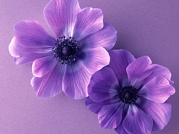 Plants, Flowers, Violet HD wallpaper