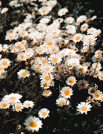 Flowers, Camomile, Petals, Bloom, Flowering, Field, Polyana, Glade HD phone wallpaper