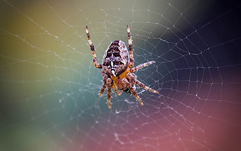 Web, Macro, Grid, Insect, Spider HD wallpaper