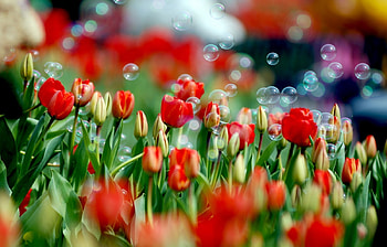 Plants, Tulips HD wallpaper