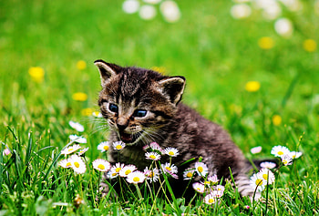 Kitty Cat, kitten, white, flower, green, cat, grass HD wallpaper