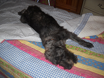 Violet the Dog!!!!, animals, beds, farms, puppies, nature, terriers HD wallpaper