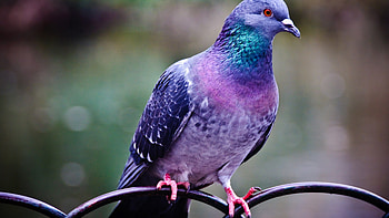 Columba livia, Pigeons HD wallpaper