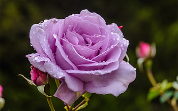 Rose, summer, flower, trandafir, vara, lilac HD wallpaper