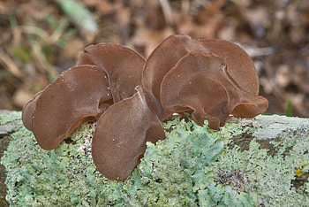 Wood Ear mushrooms, College station Texas, Food HD wallpaper