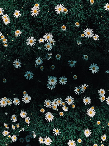 A vibrant field of daisies in full bloom under natural daylight, showcasing the beauty of nature. HD phone wallpaper