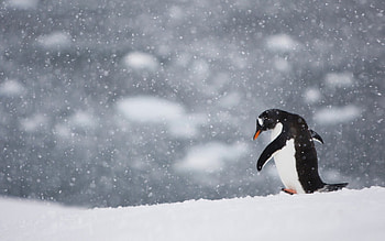 Penguin, winter, white, black, one, bird, snow HD wallpaper