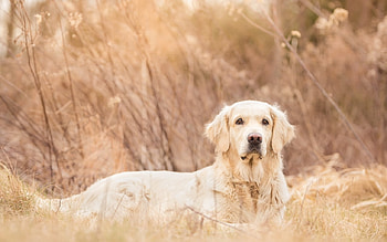 Beautiful, dogs, cute, labrador, animals HD wallpaper