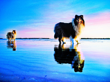 the_spot, reflection, animals, dogs, colors, sky, lessie, beach HD wallpaper