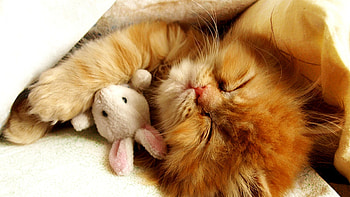 Buddies, kitten, cute, toy, sleeping HD wallpaper