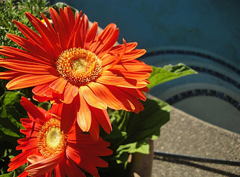 Flowers, Gerberas, Couple, Pair, Flower Bed, Flowerbed, Sunny HD wallpaper