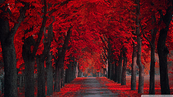 Pics - Red Autumn, Benita Mattes HD wallpaper