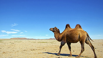 Camel species, Desert adventure, Majestic animals, Animal HD wallpaper