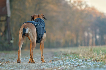 Animals, Dog, Stroll, Costume HD wallpaper