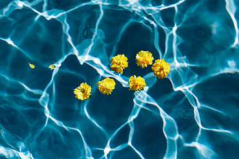 Flowers, Water, Transparent, Pool HD wallpaper