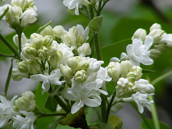 Plants, Flowers HD wallpaper