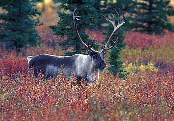 Wildlife, Duncan Neilson, Nature graphy, Wildlife documentation HD wallpaper