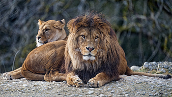 Animals, Muzzle, Lion, Predator, Big Cat, Sight, Opinion HD wallpaper