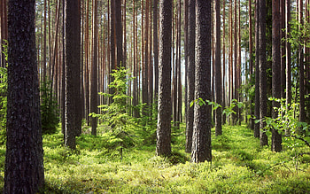 Nature, Grass, Pine, Forest, Trunks, Ate HD wallpaper