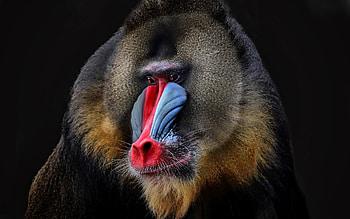Baboon KDE store, Customized themes, Baboon-inspired aesthetics, Linux charm HD wallpaper