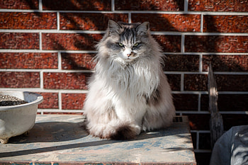 Angry, fluffy, white cat HD wallpaper