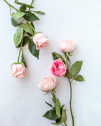 Flowers, Pink, Rose Flower, Rose, Petals HD phone wallpaper