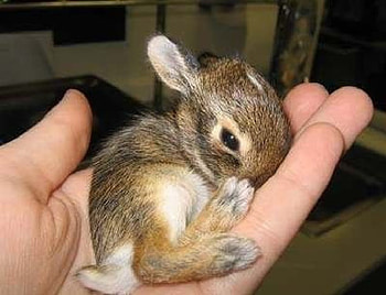 Sleeping bunny, bunny, cute bunny, bunny in hand HD wallpaper