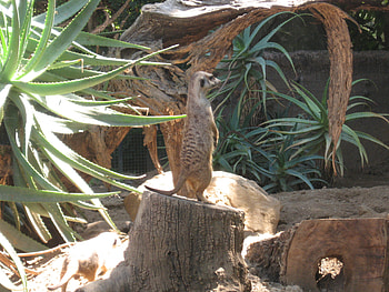 cool Dude at Safari Park, safari park, meercat, animals HD wallpaper