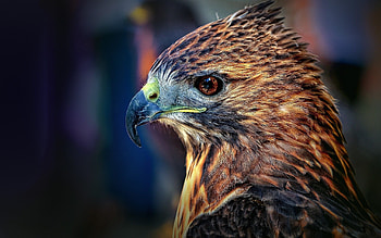 Hawk , hawk backgrounds, Bird, Wildlife HD wallpaper