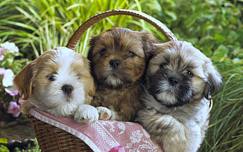 Animals, To Lie Down, Lie, Basket, Handkerchief, Kerchief, Three, Puppies HD wallpaper