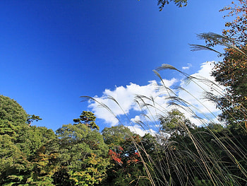 Nature, Grass, Sky, Clouds HD wallpaper