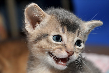 I Need a Cuddle, blue, kitten, grey, eyes, meow, cute, beautiful HD wallpaper