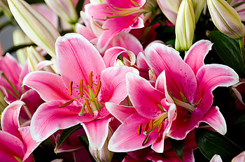 Oriental lily, scent, flowers, beautiful, lilies, oriental, fragrance HD wallpaper