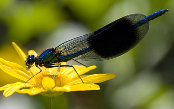 Blue Damselfly, blue, wings, yellow, flower, damselfly HD wallpaper